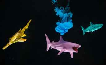 three assorted color sharks digital wallpaper